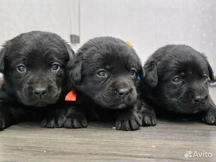 Щенки лабрадора