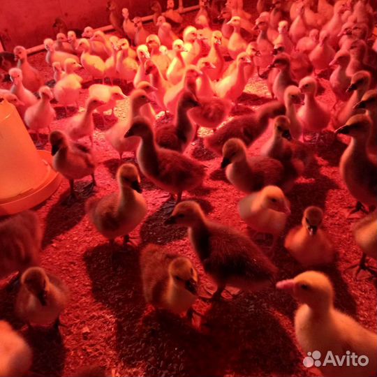 Подрощенные Гусята Линда оптом и в розницу