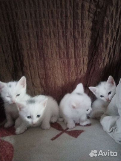 Котятав дар