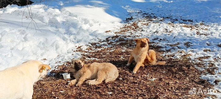Отдам в добрые руки