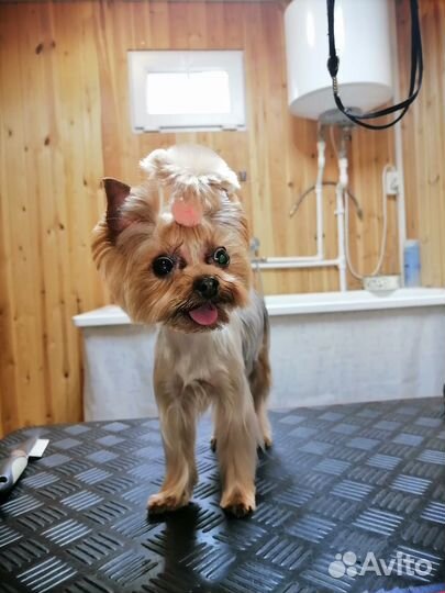 Стрижка собак и кошек