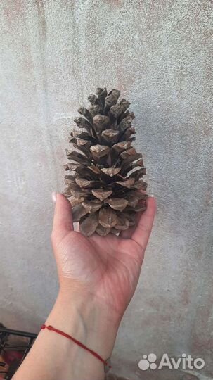Шишки южной ели
