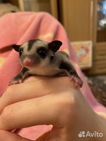 Белка домашняя