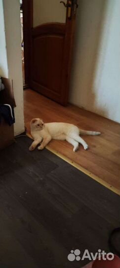 Шотландский кот в добрые руки