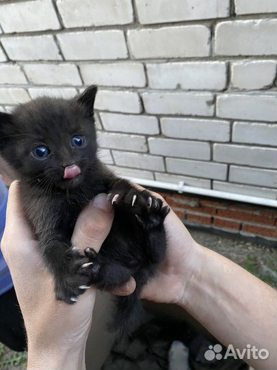 Метисы шотландской