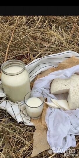 Молоко коровье и козье без запаха,домашние сыры
