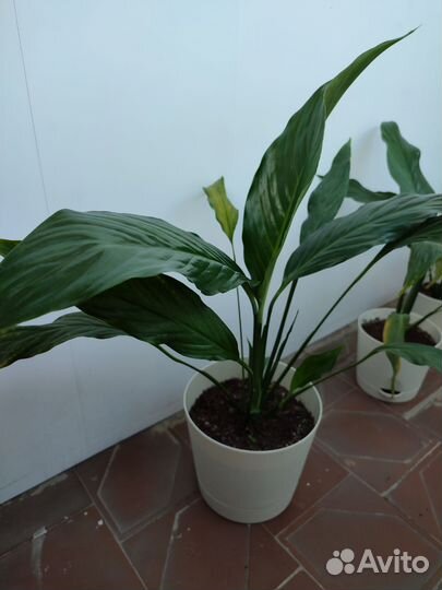 Спатифиллум