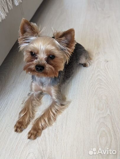 Мини йорк вязка