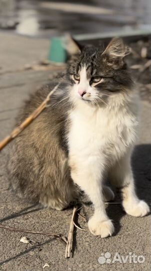 Котик в дар