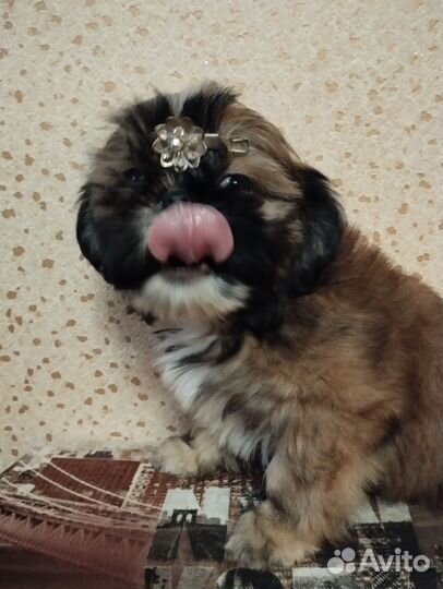 Ши-тцу девочка