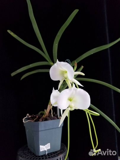 Орхидея ангрекум Angraecum longiscott