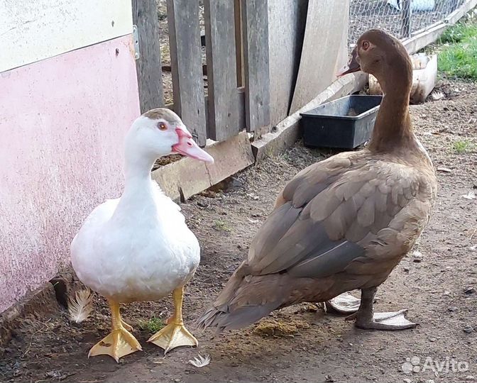 Мускусные утята индоутки