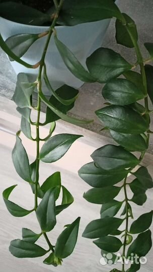 Эсхинантус Жар- птица