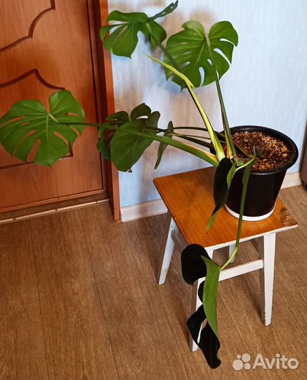 Цветок монстера