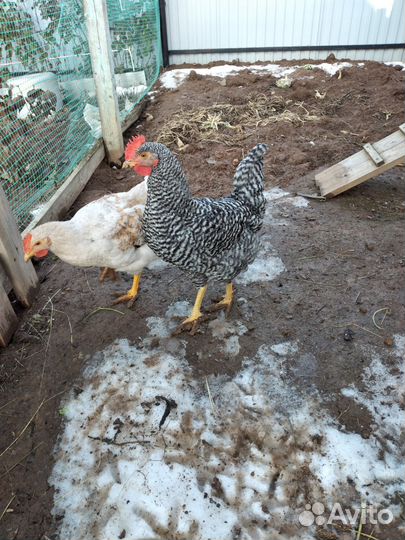 Молодые петушки(доминанты)