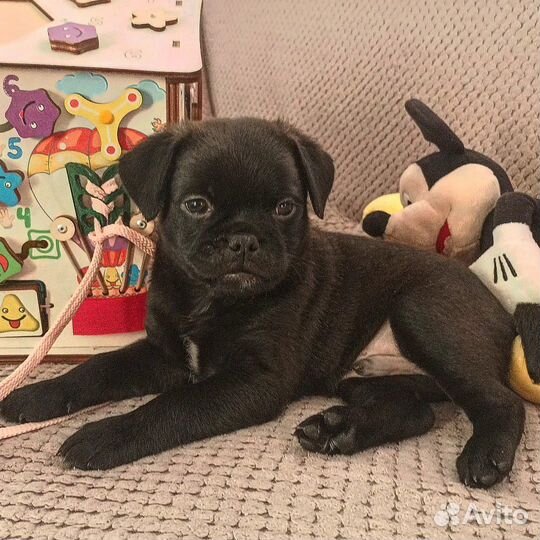 Продам мопса