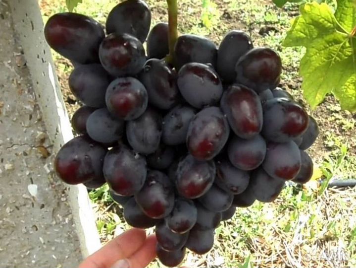 Саженцы винограда Подарок Несветая