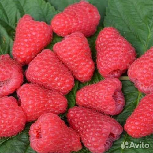 Саженцы малины маравилла