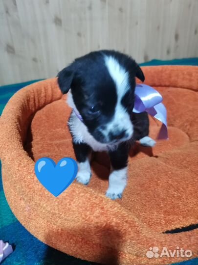 Щенки в добрые руки