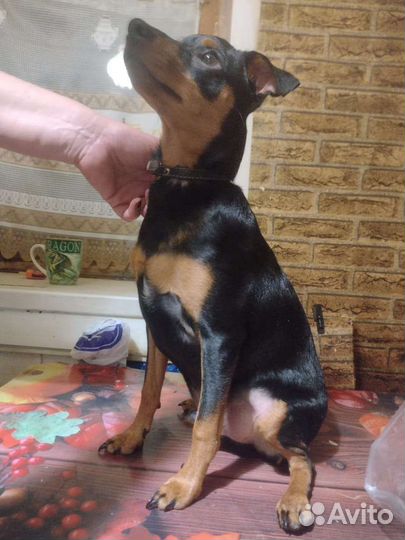 Щенки цвергпинчера