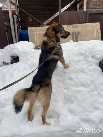 Собака в добрые руки