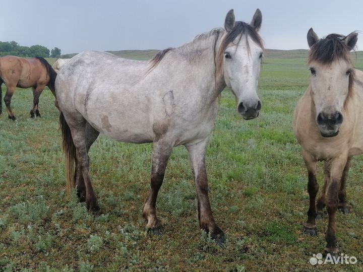 Продам кобыл