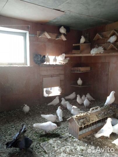 Белые голуби на свадьбу