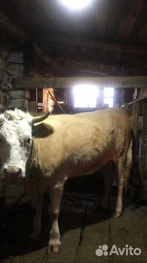 Телка 1.7года