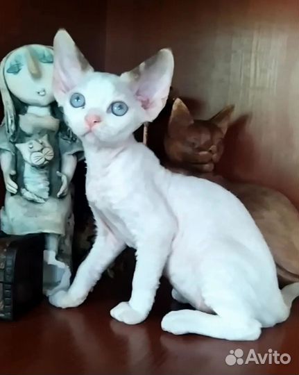 Котята девон-рекс