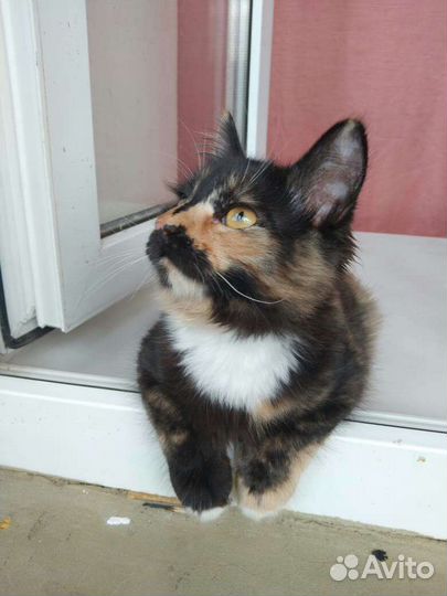 Кошечка 2,5 месяца