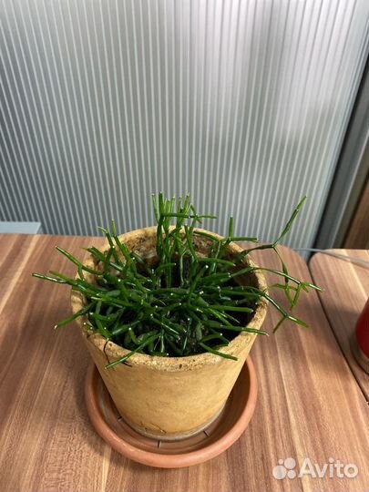 Комнатные домашние растения