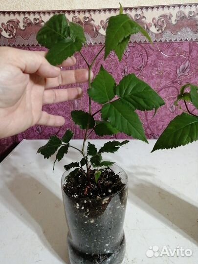 Саженцы ежевики