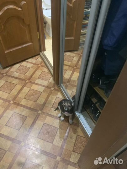 Собака в добрые руки щенок