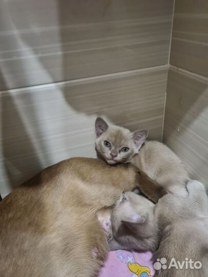 Бурманские котята