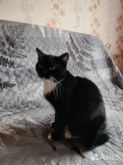 Котята в ответсвеные руки