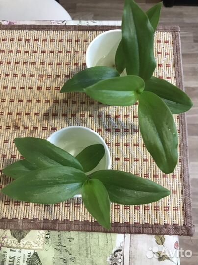 Традесканция бесплатно