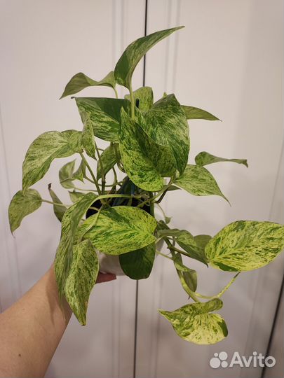 Домашние растения цветы