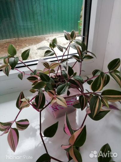 Кализия, традесканция триколор, хлорофитум