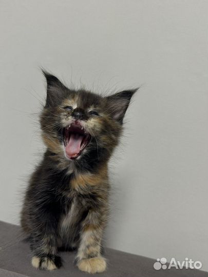 Котята мейн-кун