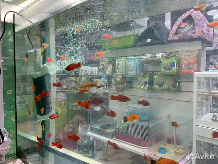 Аквариумные рыбки