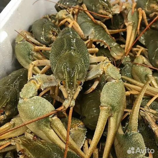 Раки в розницу