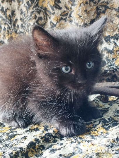 Отдам в хорошие руки котят