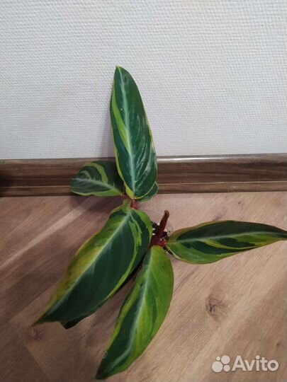 Строманта хортиколор