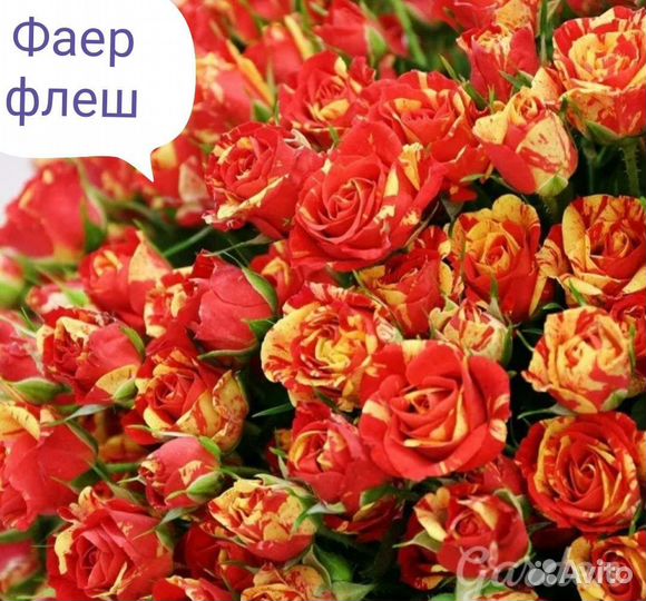 Саженцы роз спрей, Бардюрные листайте их много