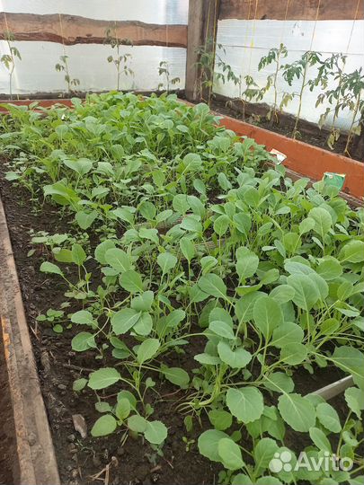 Рассада капусты