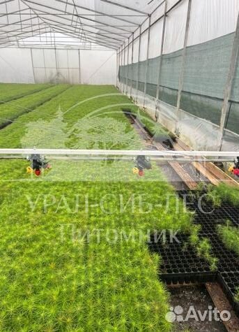 Сеянцы Сосны Горной Мугус с зкс