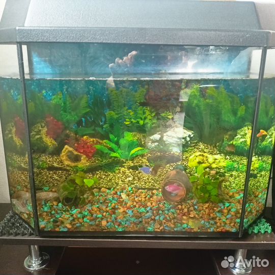 Аквариум с рыбками бу