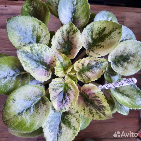 Сортовые фиалки пестролистные