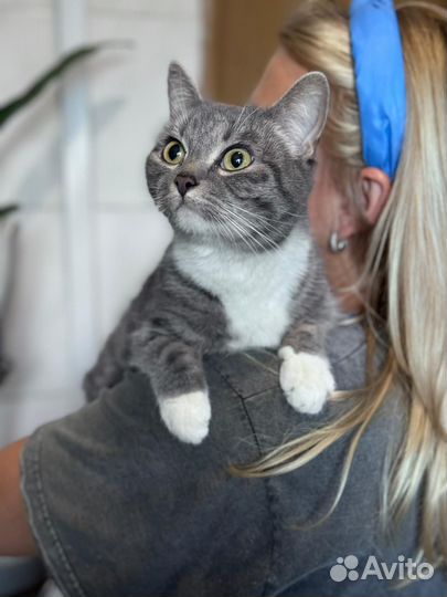 Кошка ваниль в добрые руки
