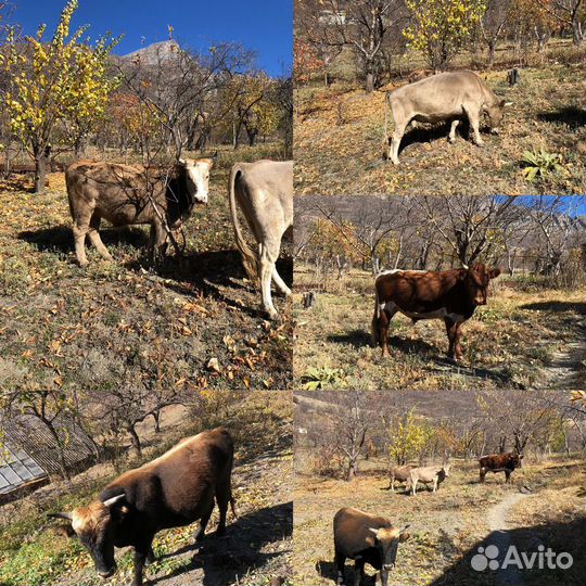 Домашние животные